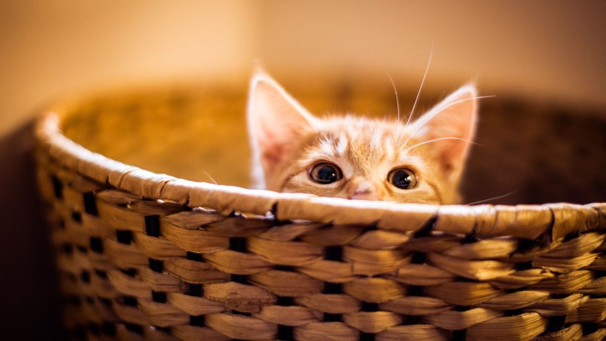 Котенок в цветах