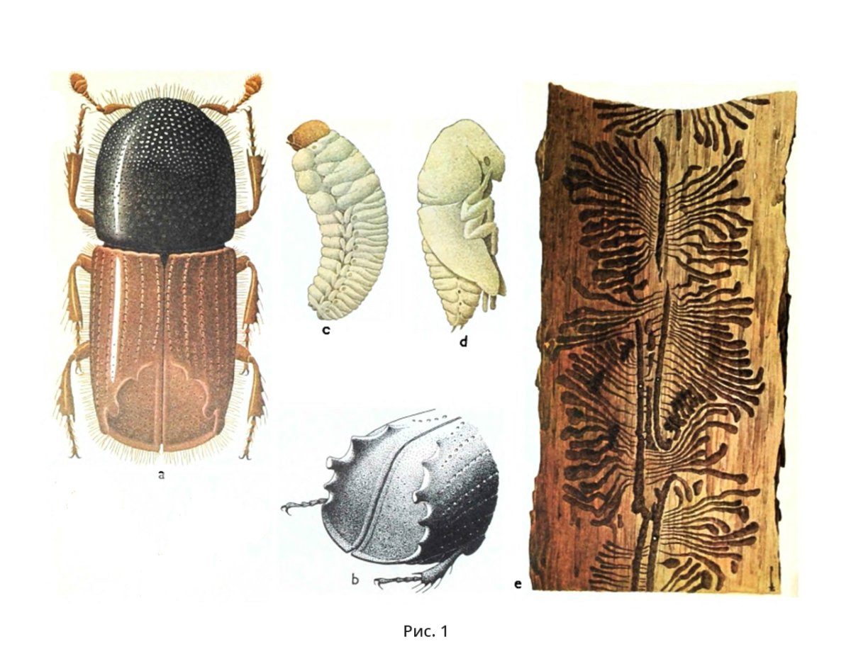 Короед типограф