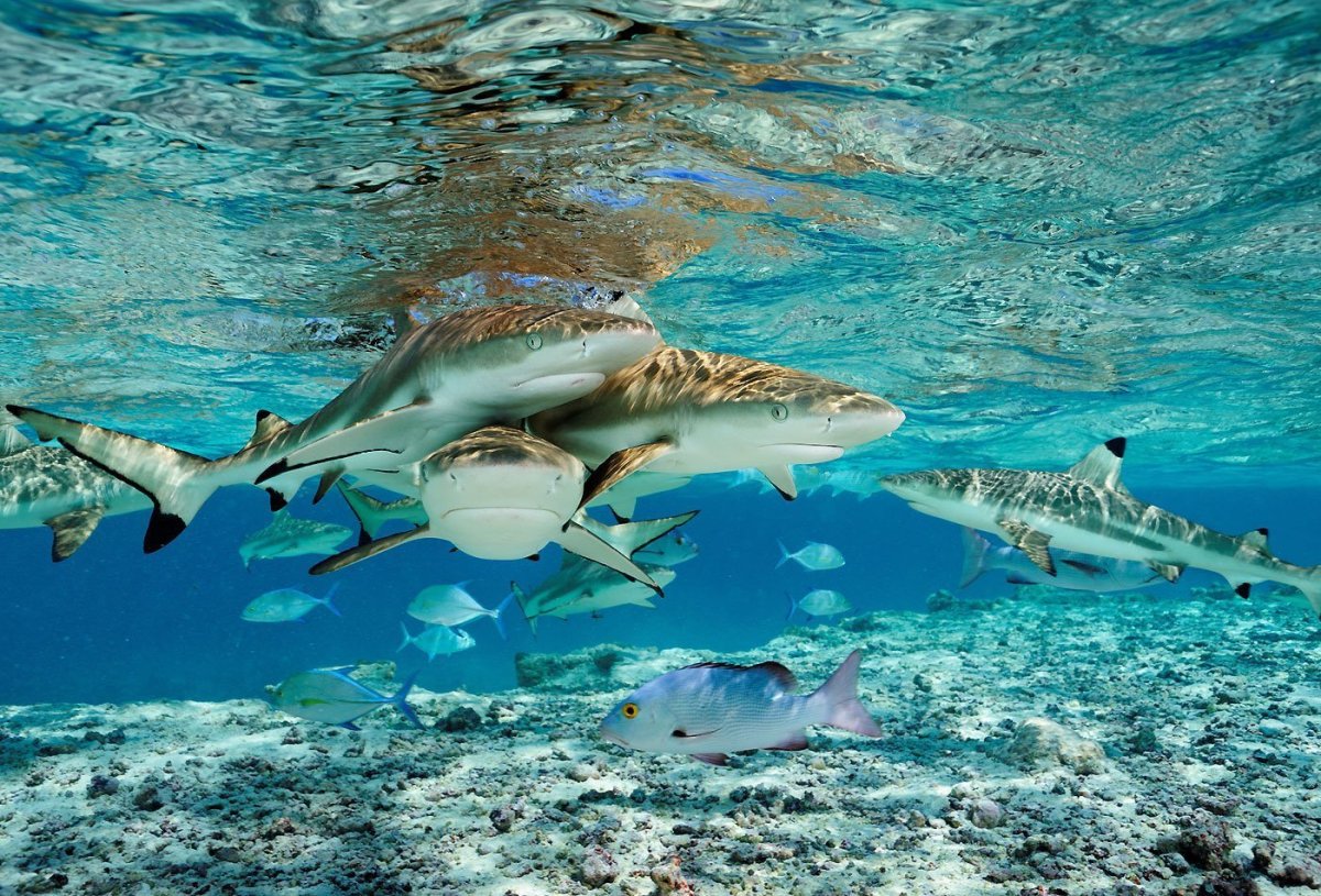 Черноперая рифовая акула Мальдивы