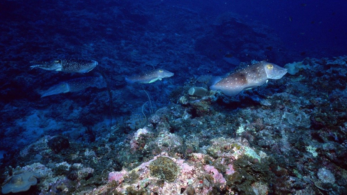 Рыба Средиземного моря кефаль