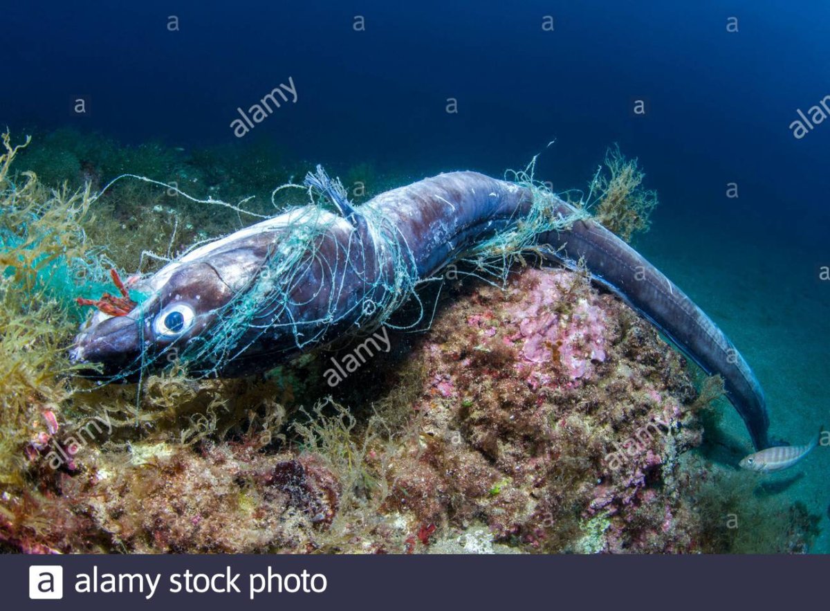 Групер Средиземного моря