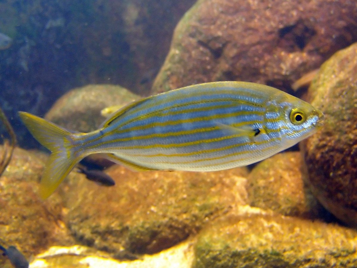 Ставрида зеленохвостая