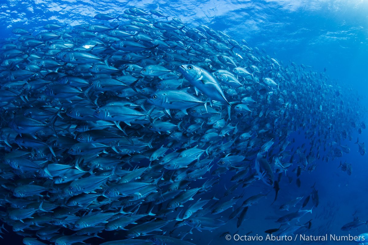 Рыбы Адриатического моря