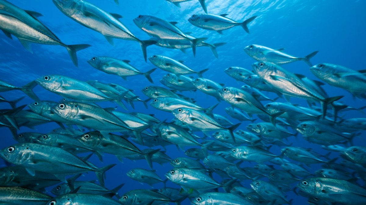 Рыба попугай красное море