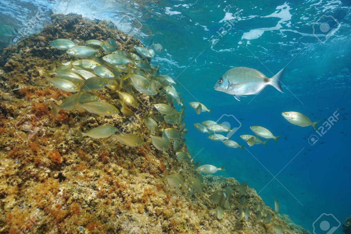 Рыбы Средиземного моря Мальта