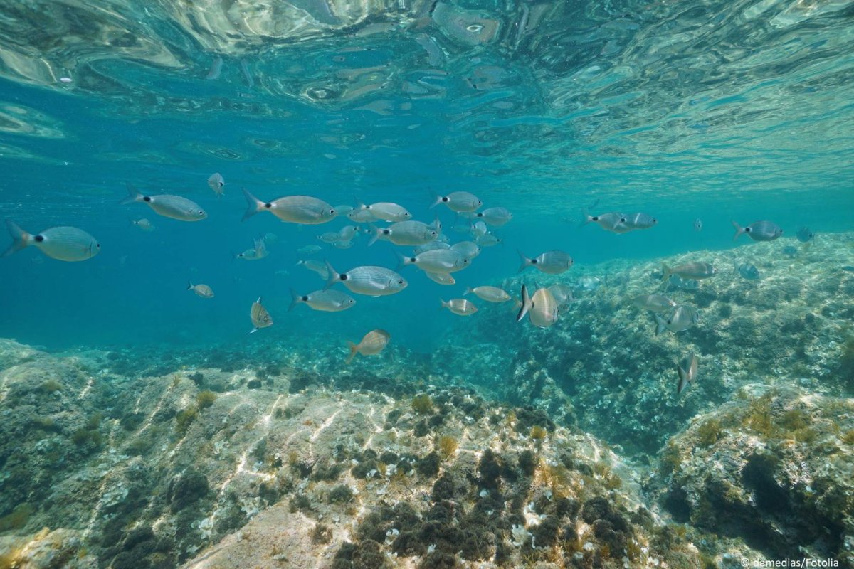 Странные рыбы в Средиземном море