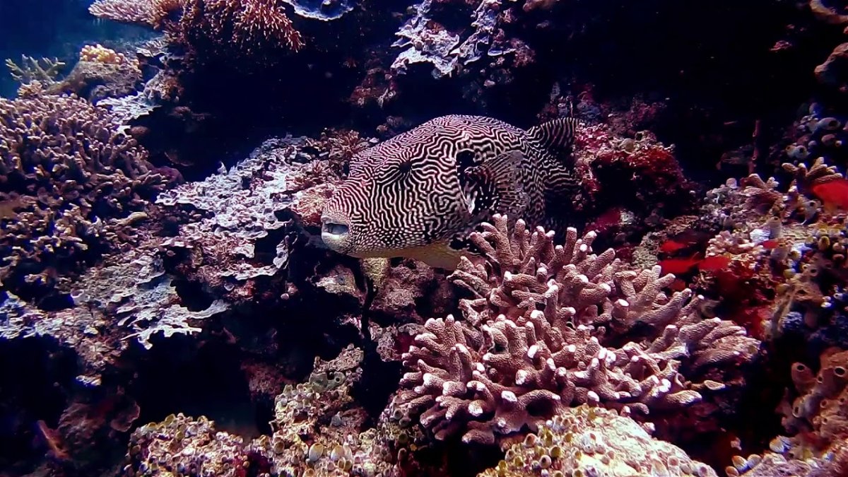 Морское дно с рыбками