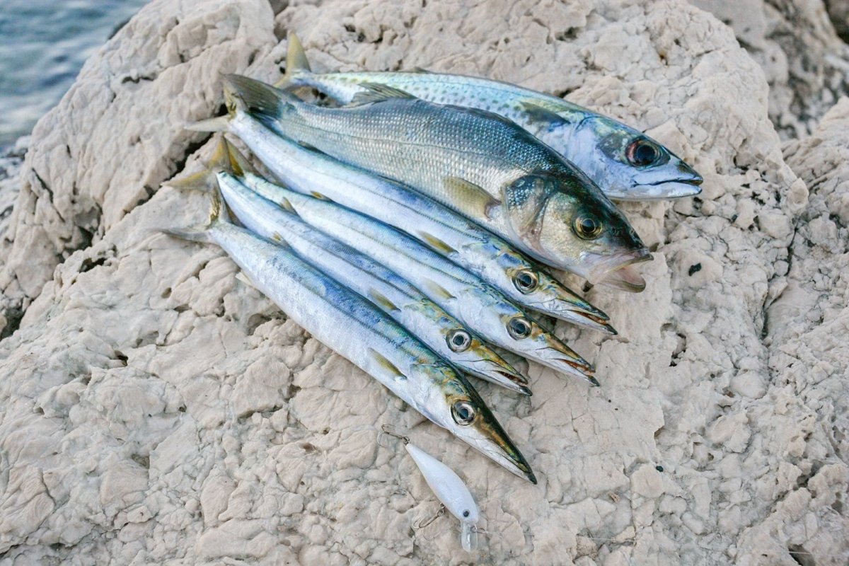 Рыбы шармаль шейха