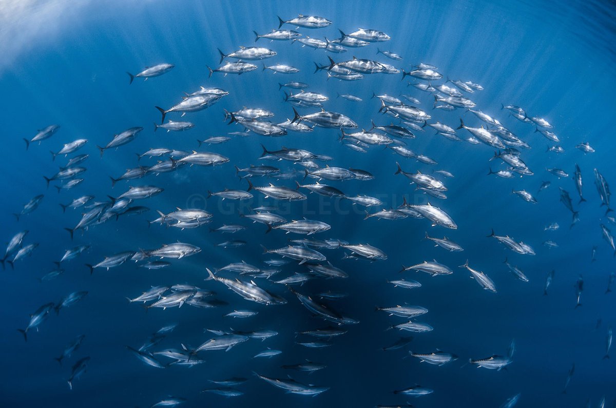 Берингово море дно