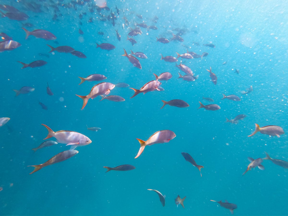 Рыбы Средиземноморья