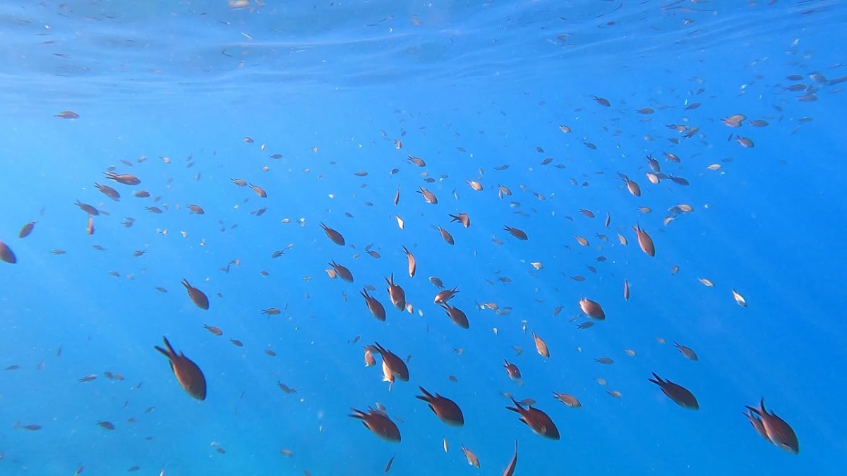 Рыба крылатка Турция