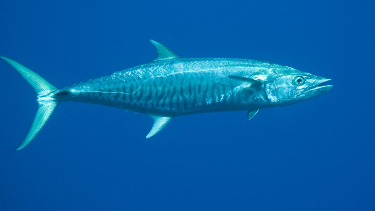 Рыбы в океане