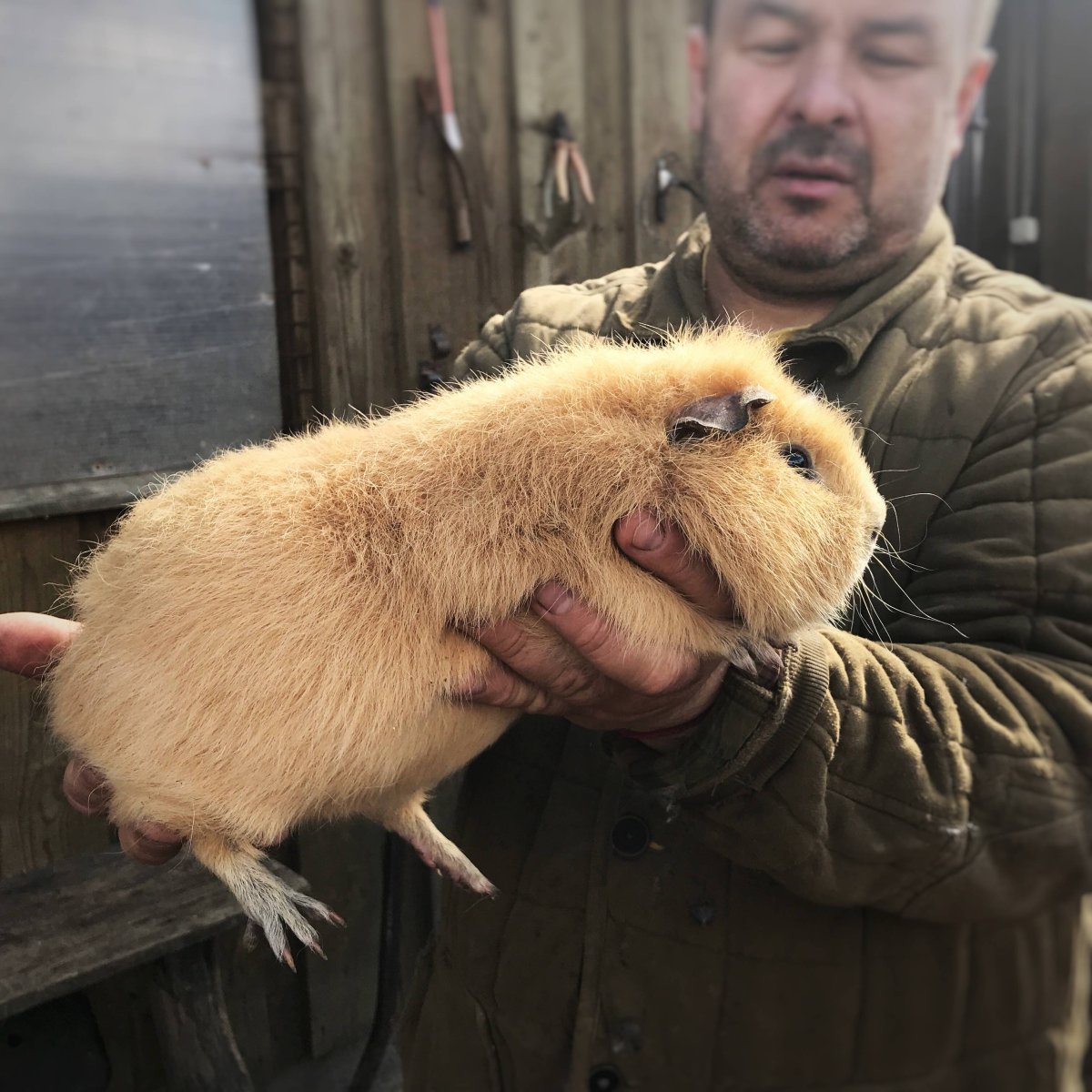 Морские свинки породы Куи
