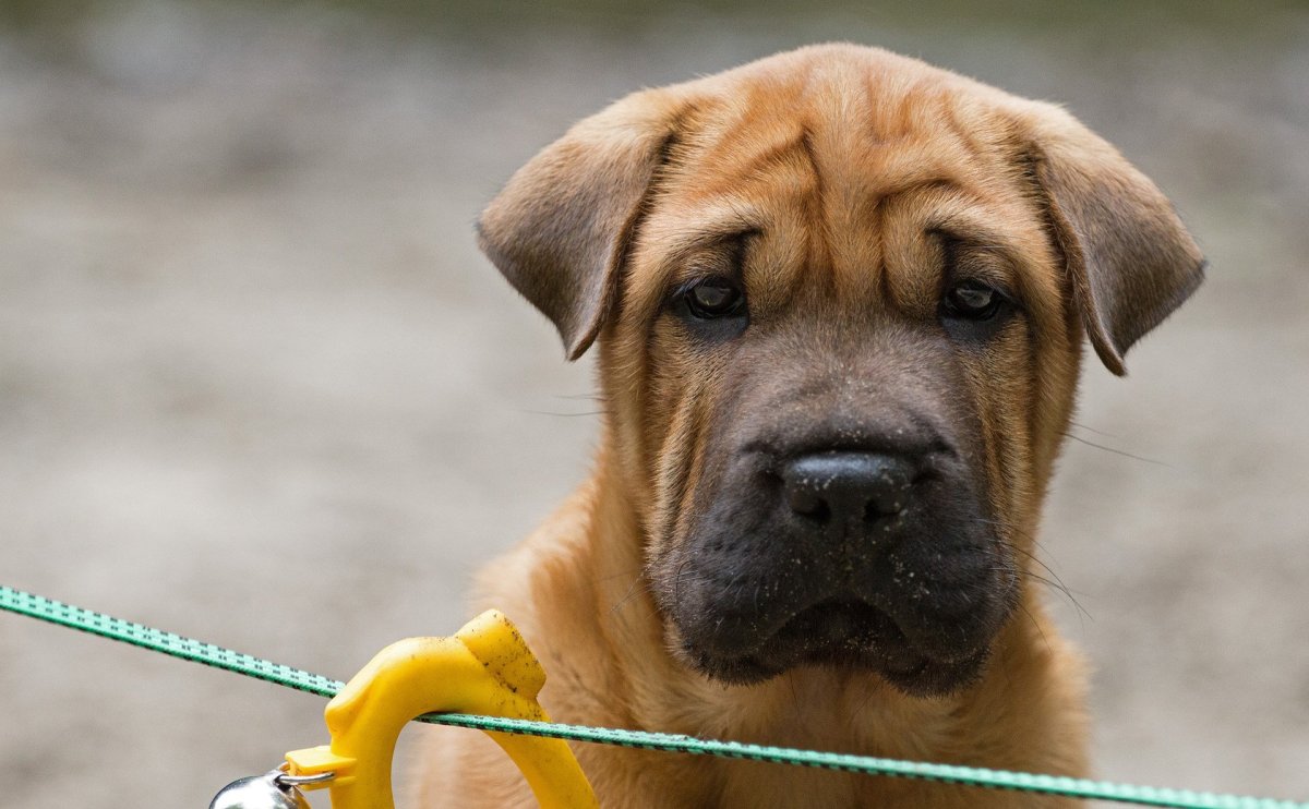 Шарпей с лабрадором