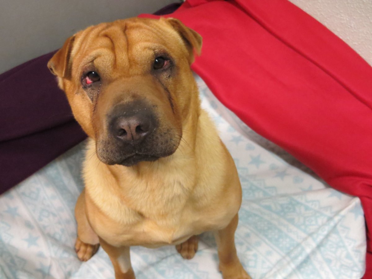 Щенки чёрные метисы шарпея с мамой