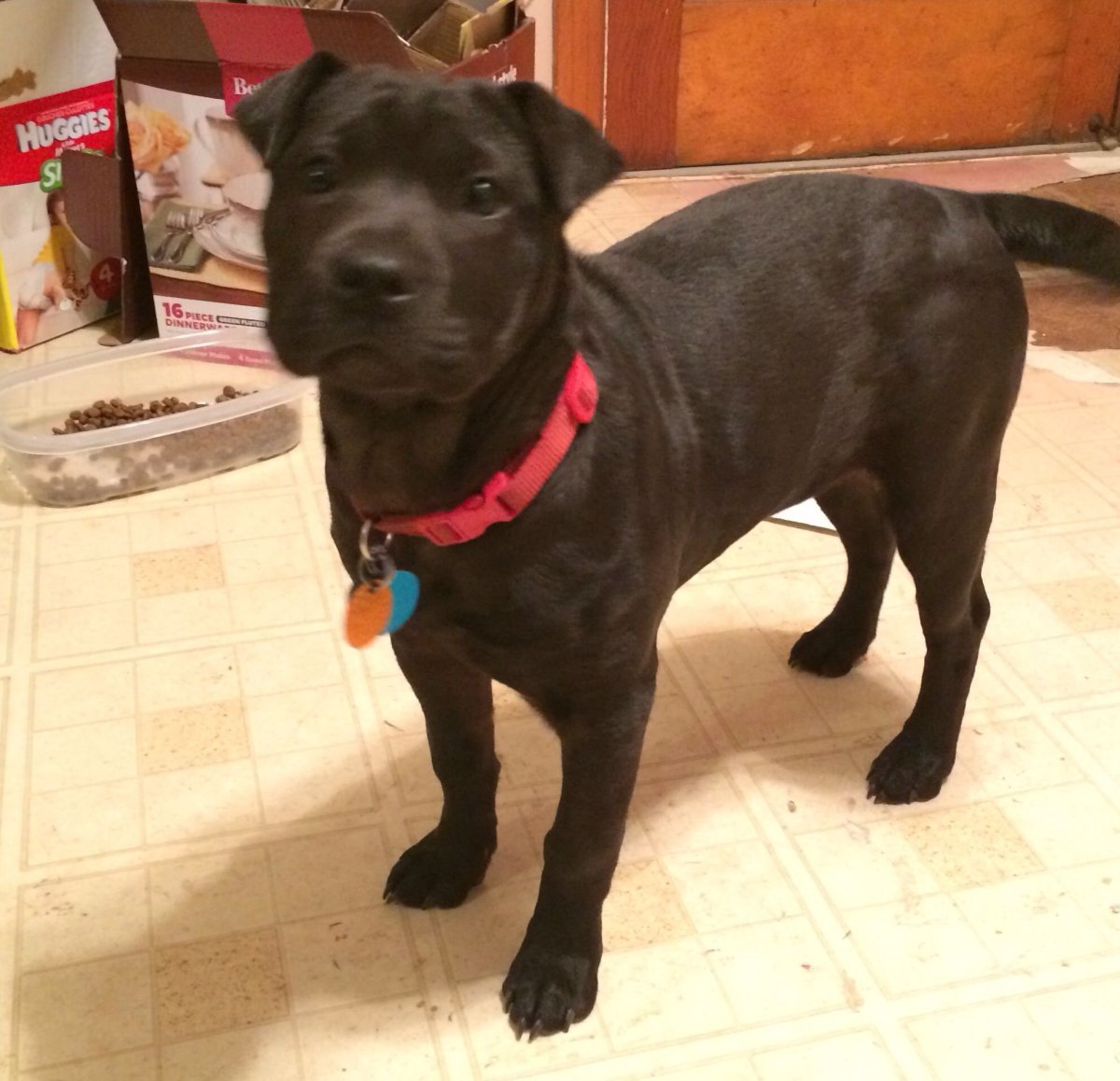 Питбуль и шарпей помесь