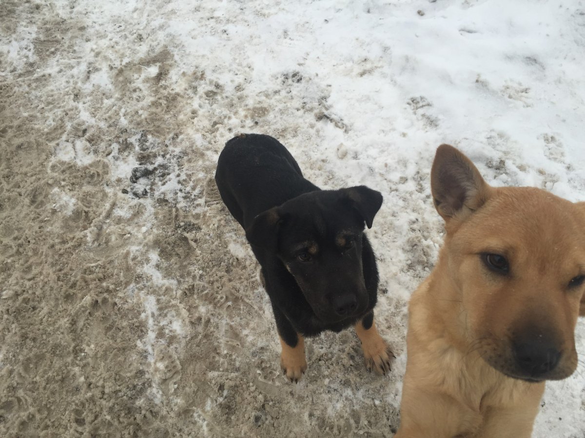 Метис шарпея и лабрадора