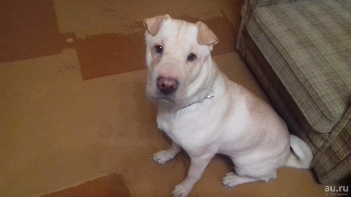 Шарпей с лабрадором