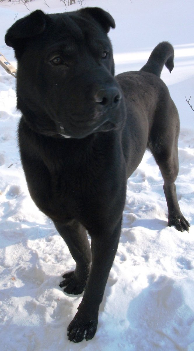 Помесь шарпея и лабрадора