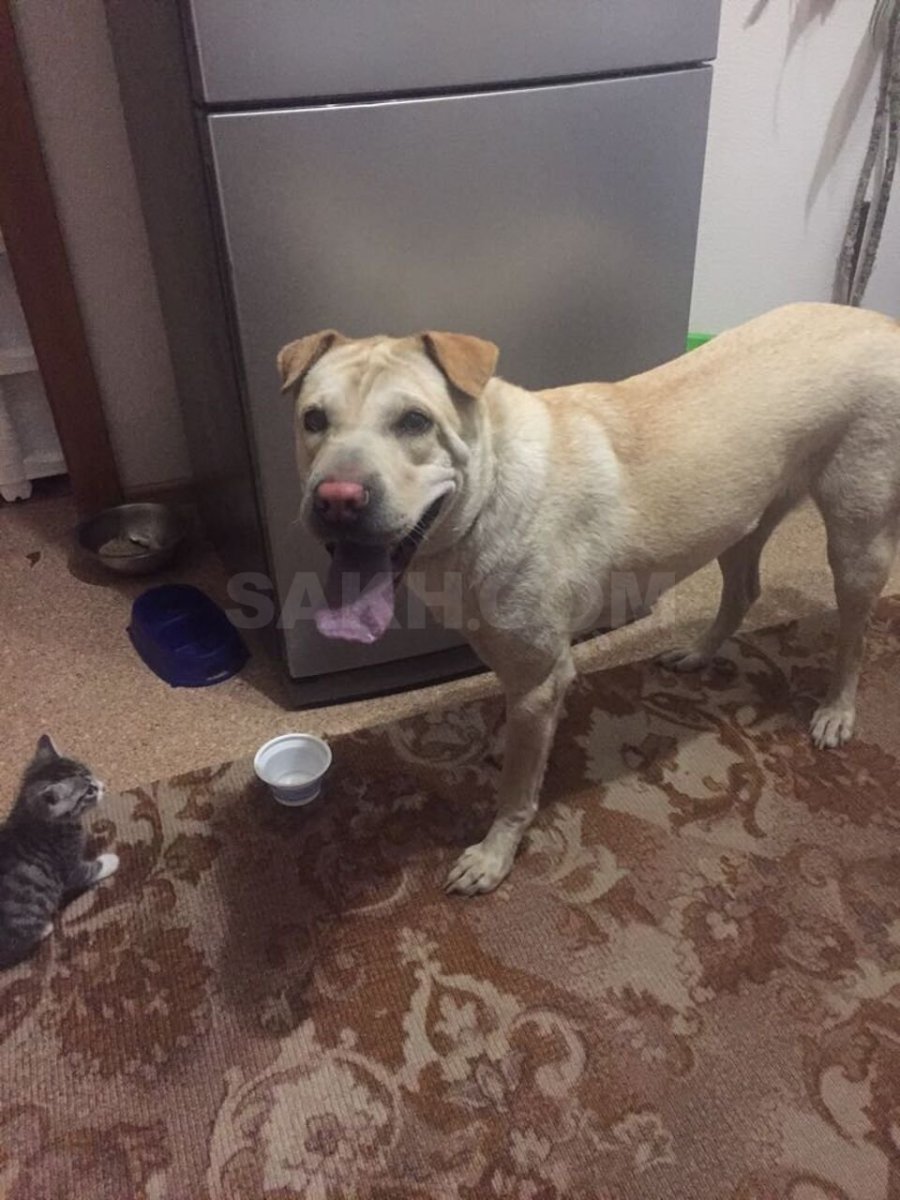 Помесь шарпея и дворняги