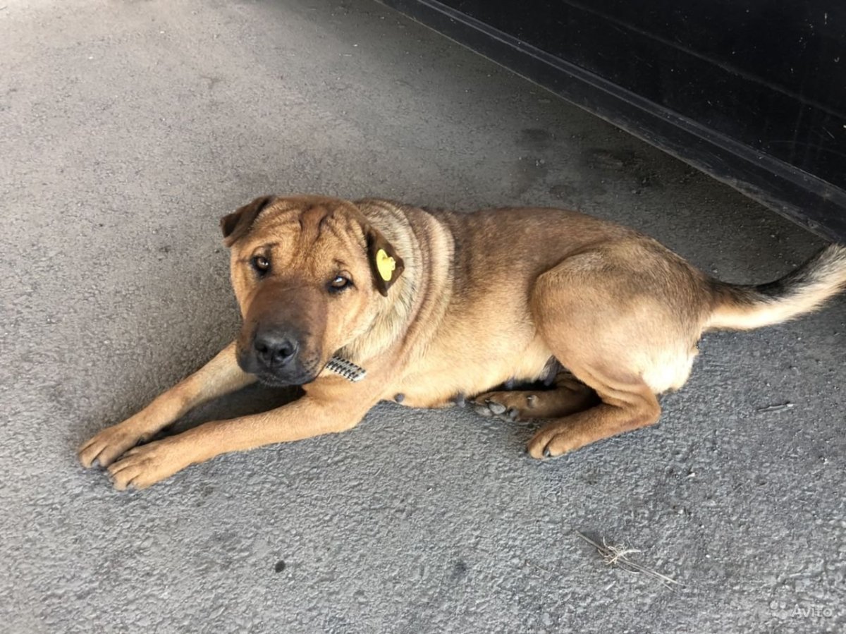 Метис шарпея