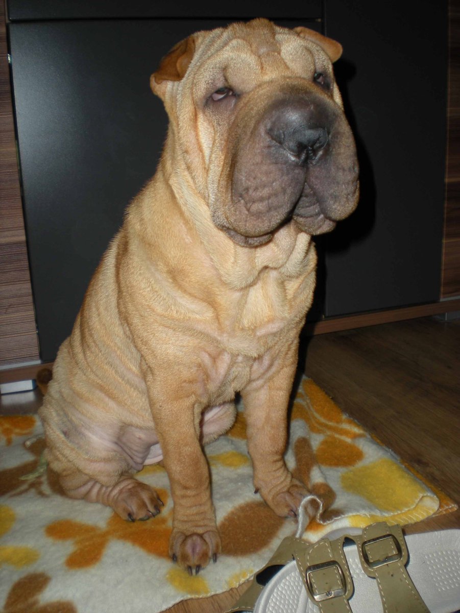 Метис шарпея и спаниеля