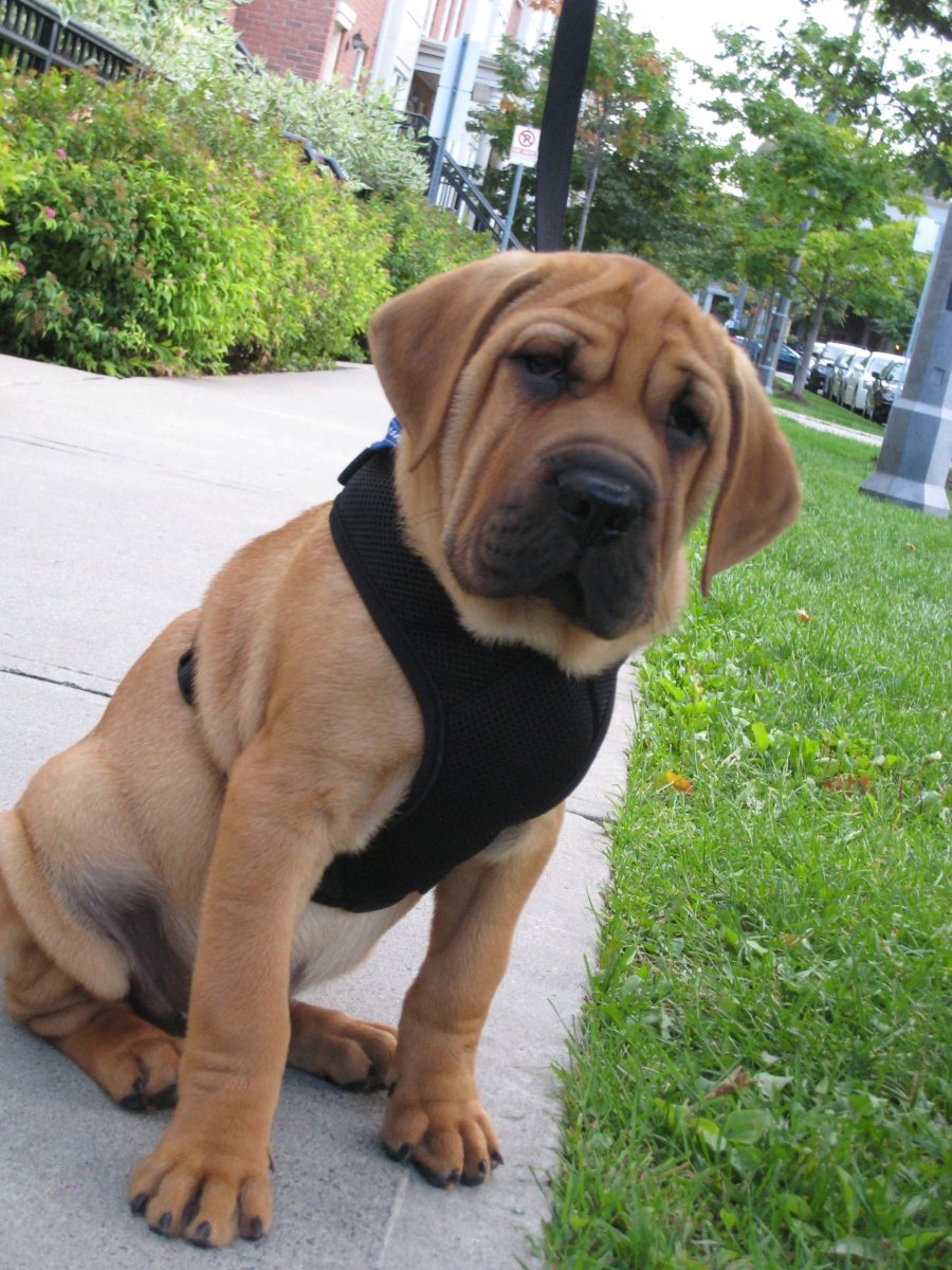 Стаффордширский шарпей