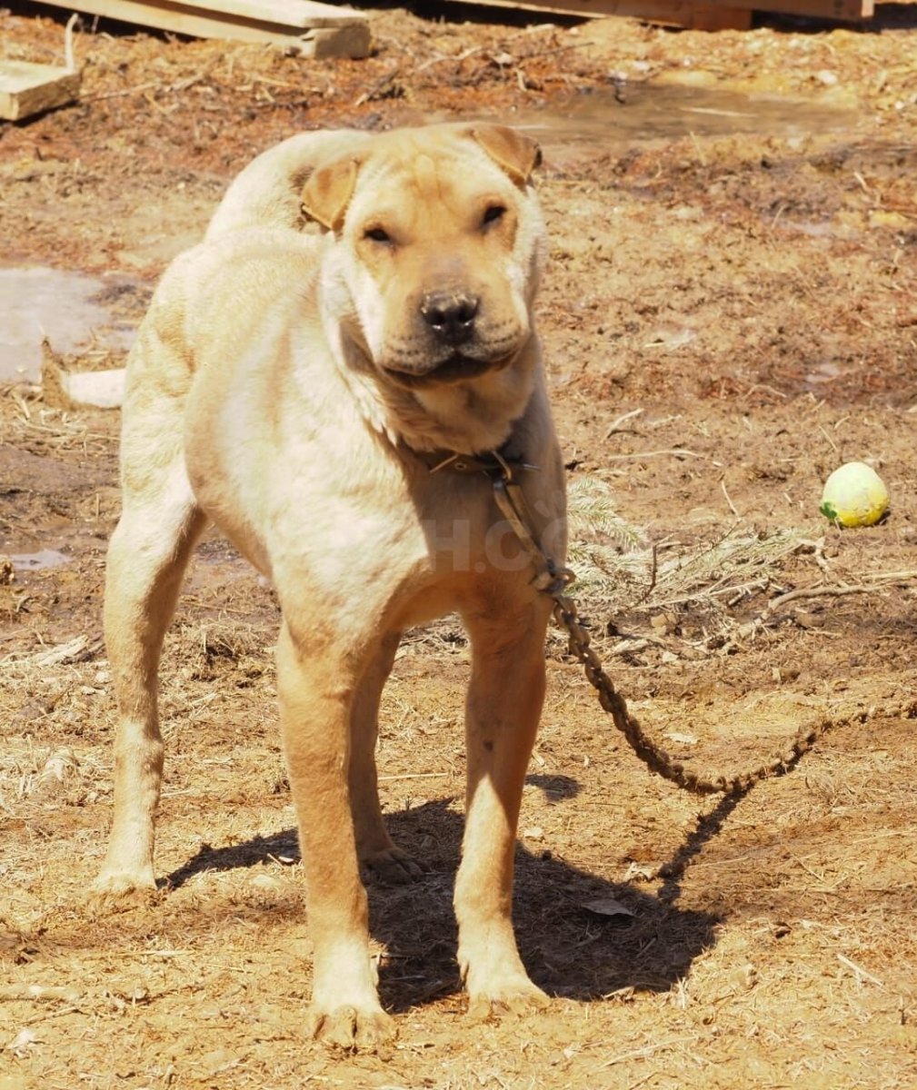 Шарпей и Стаффорд смесь