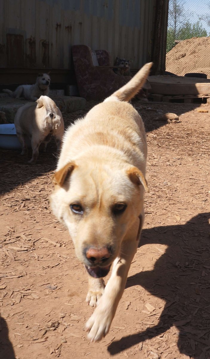 Метис шарпея и лабрадора