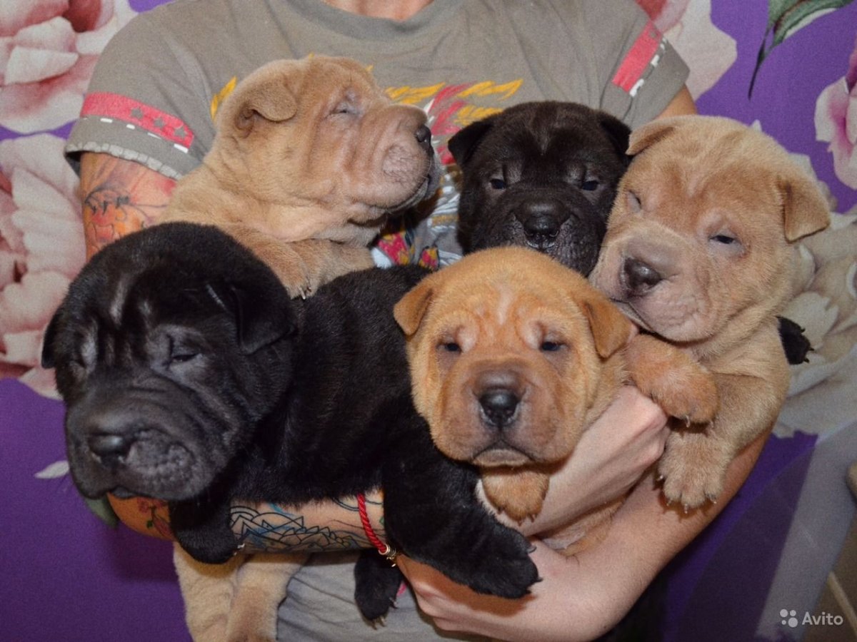 Бульмастиф шарпей метис
