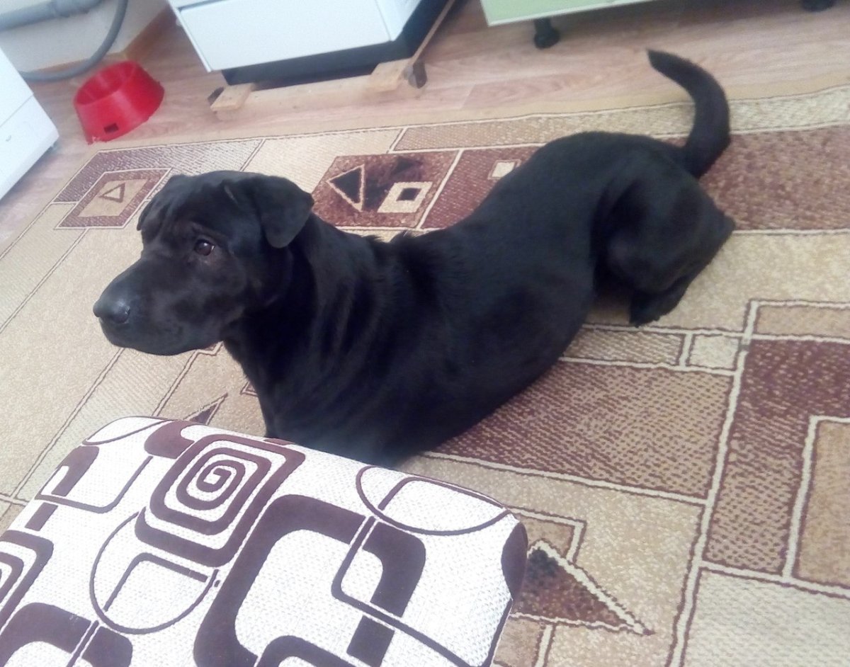 Помесь шарпея и дворняги