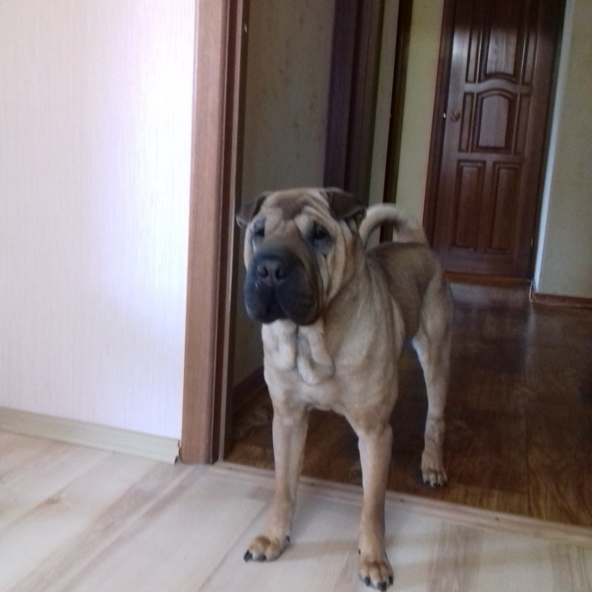 Шарпей метис черный