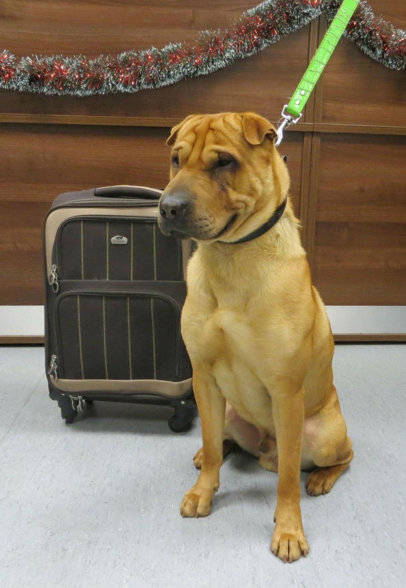 Шарпей скрещенный с лабрадором