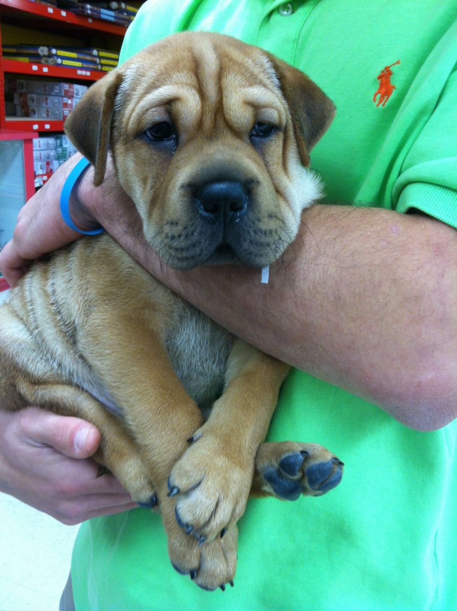 Метис шарпея и дворняги