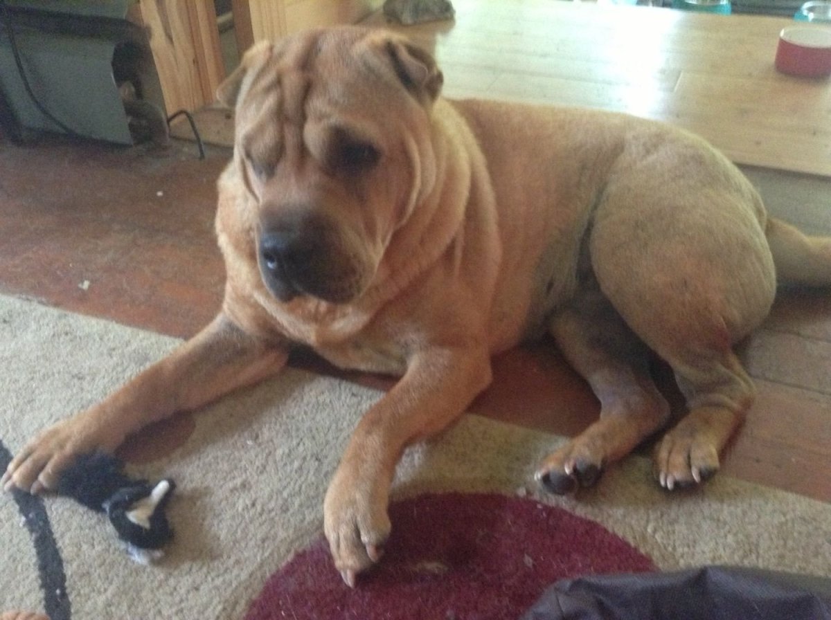 Помесь шарпея и Джек Рассел