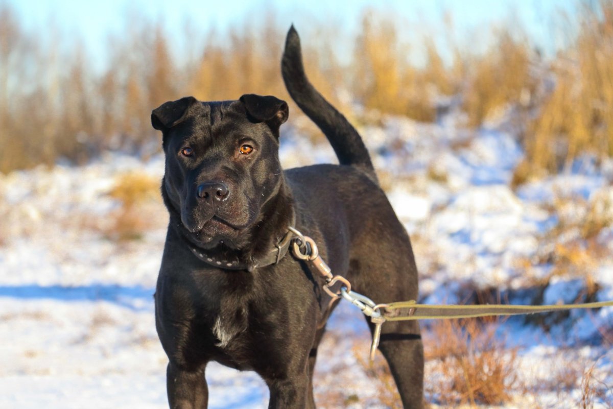 Метис лабрадора и овчарки