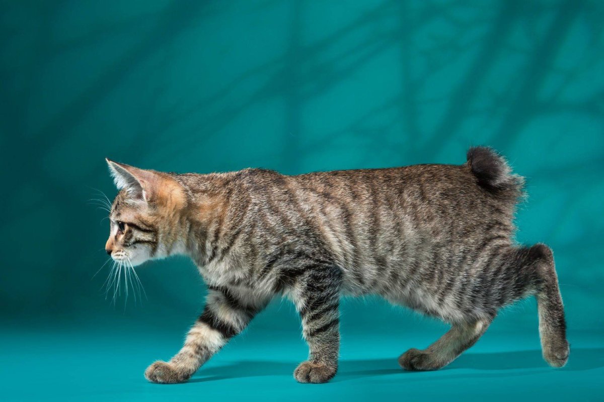 Курильский бобтейл короткошерстный