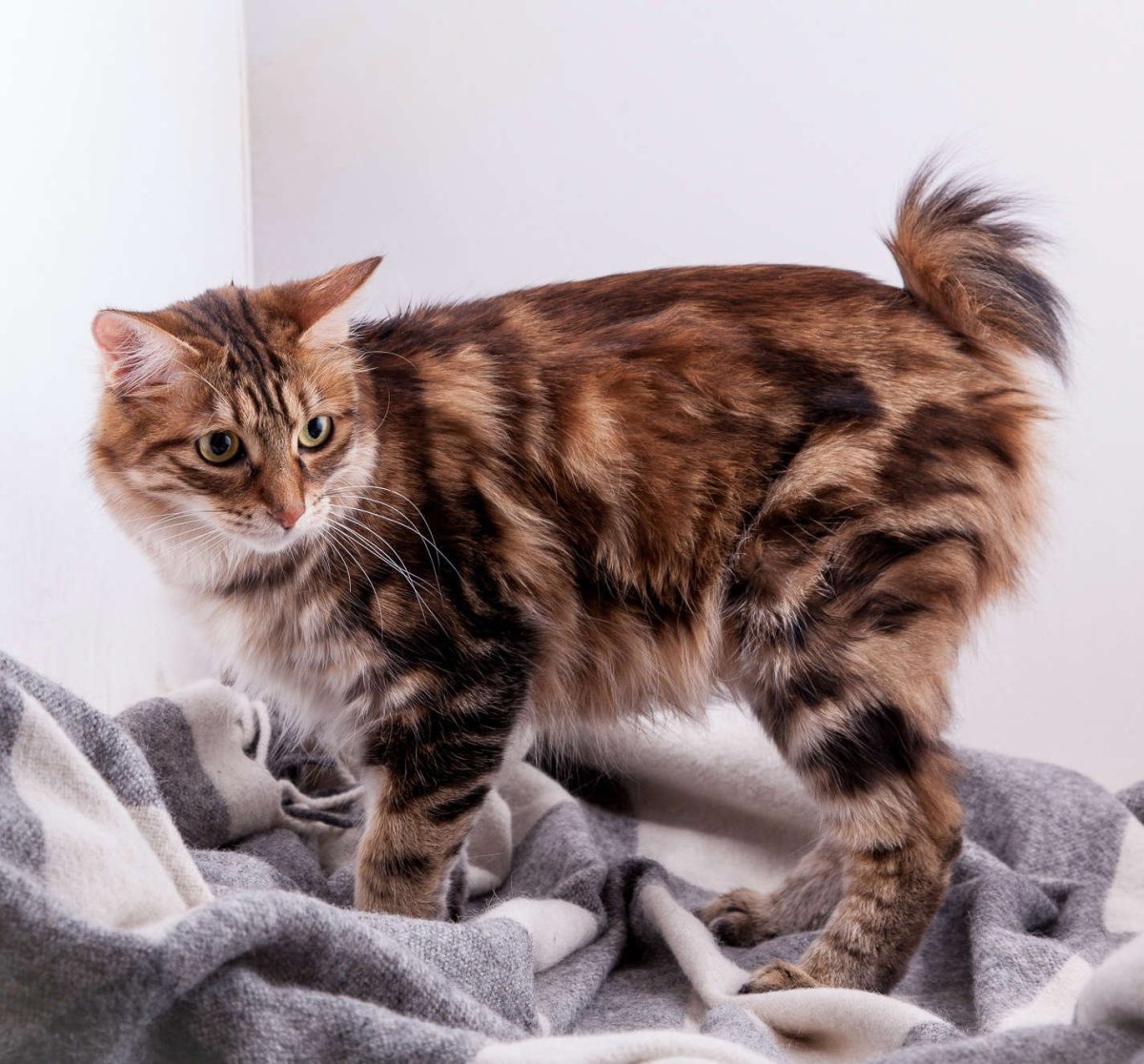 Японский бобтейл кошка