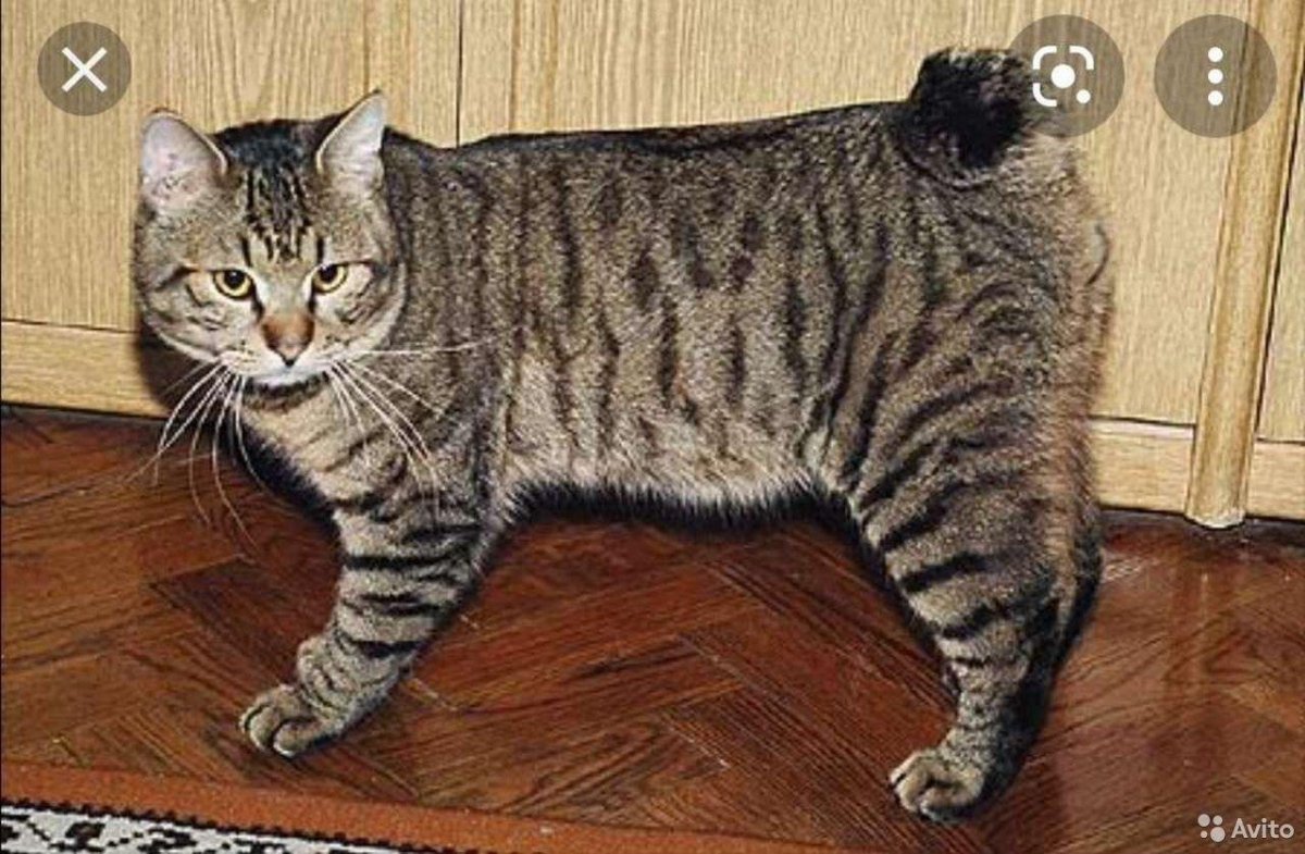 Карельский бобтейл короткошерстный