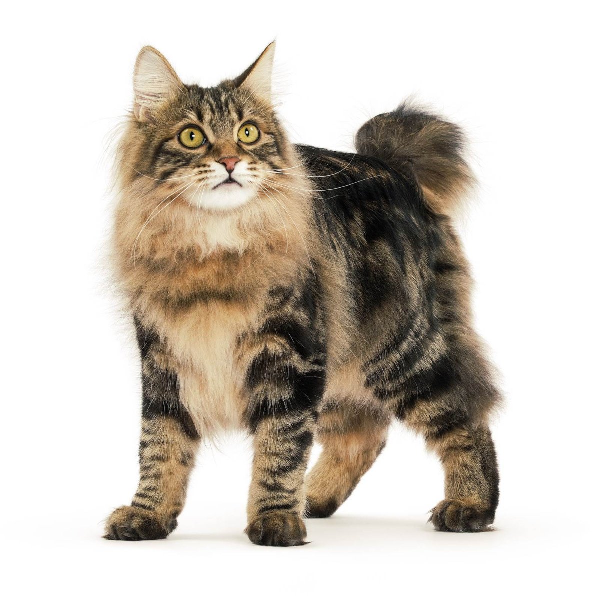 Курильский бобтейл кошка