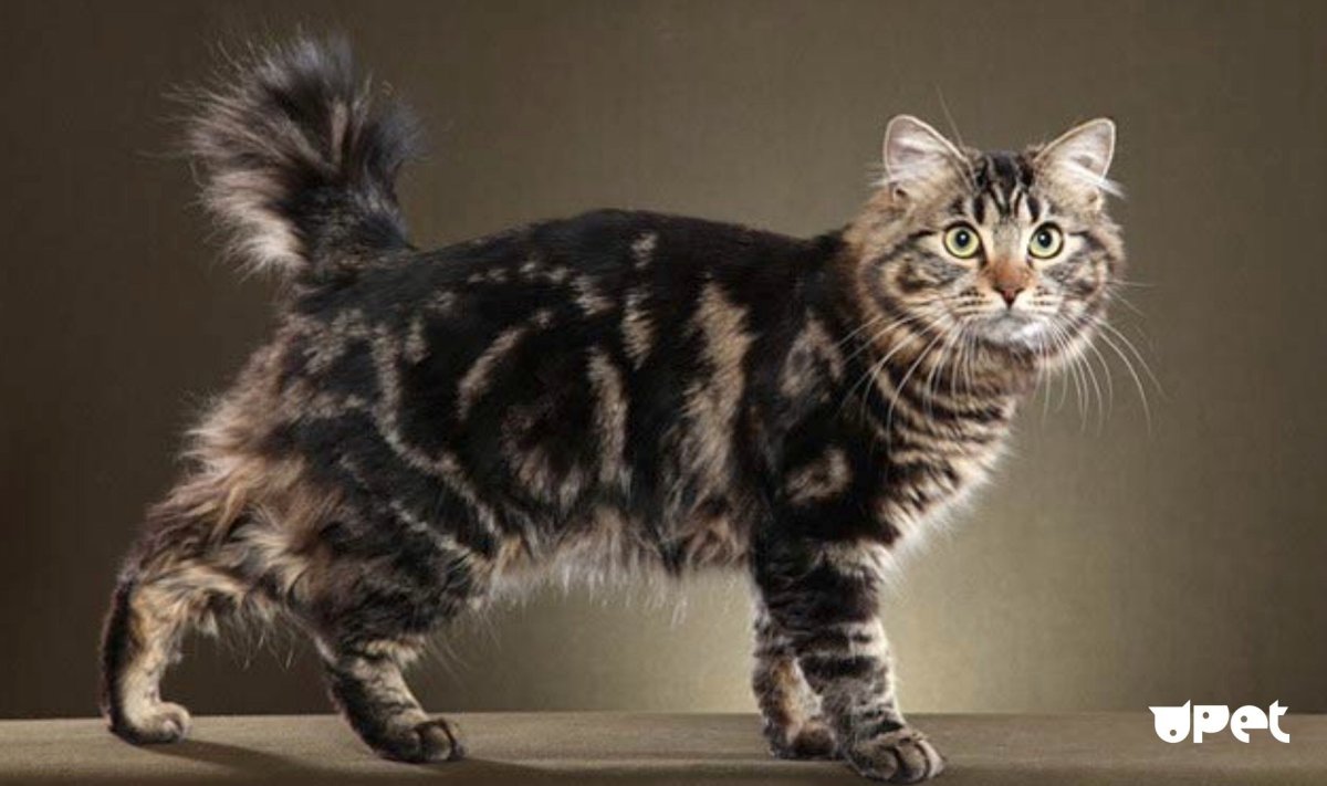 Курильский бобтейл