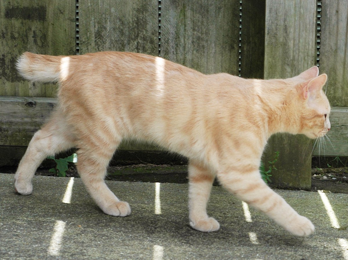 Бобтейл котенок