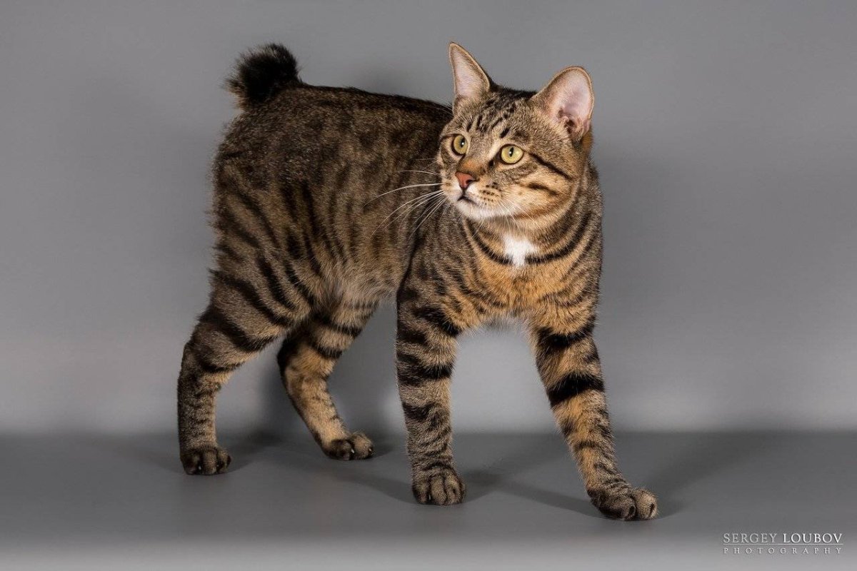 Кошка американский рингтейл