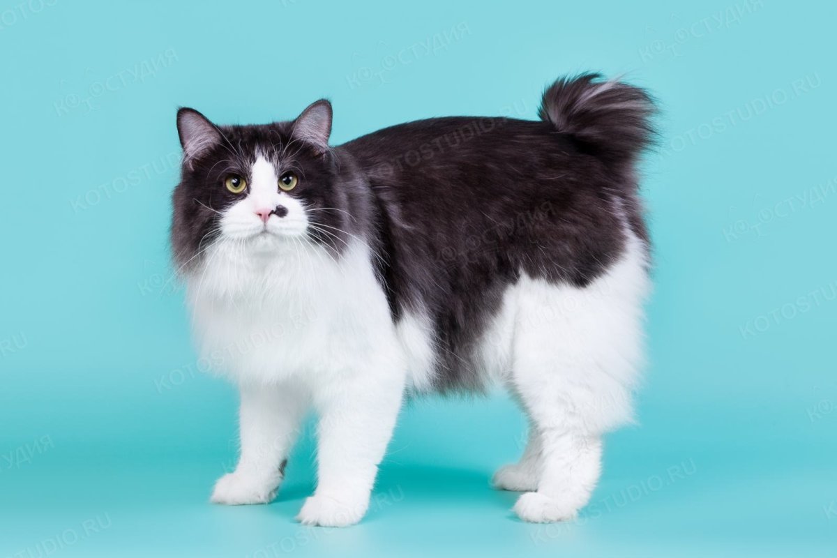 Бобтейл Мэнкс