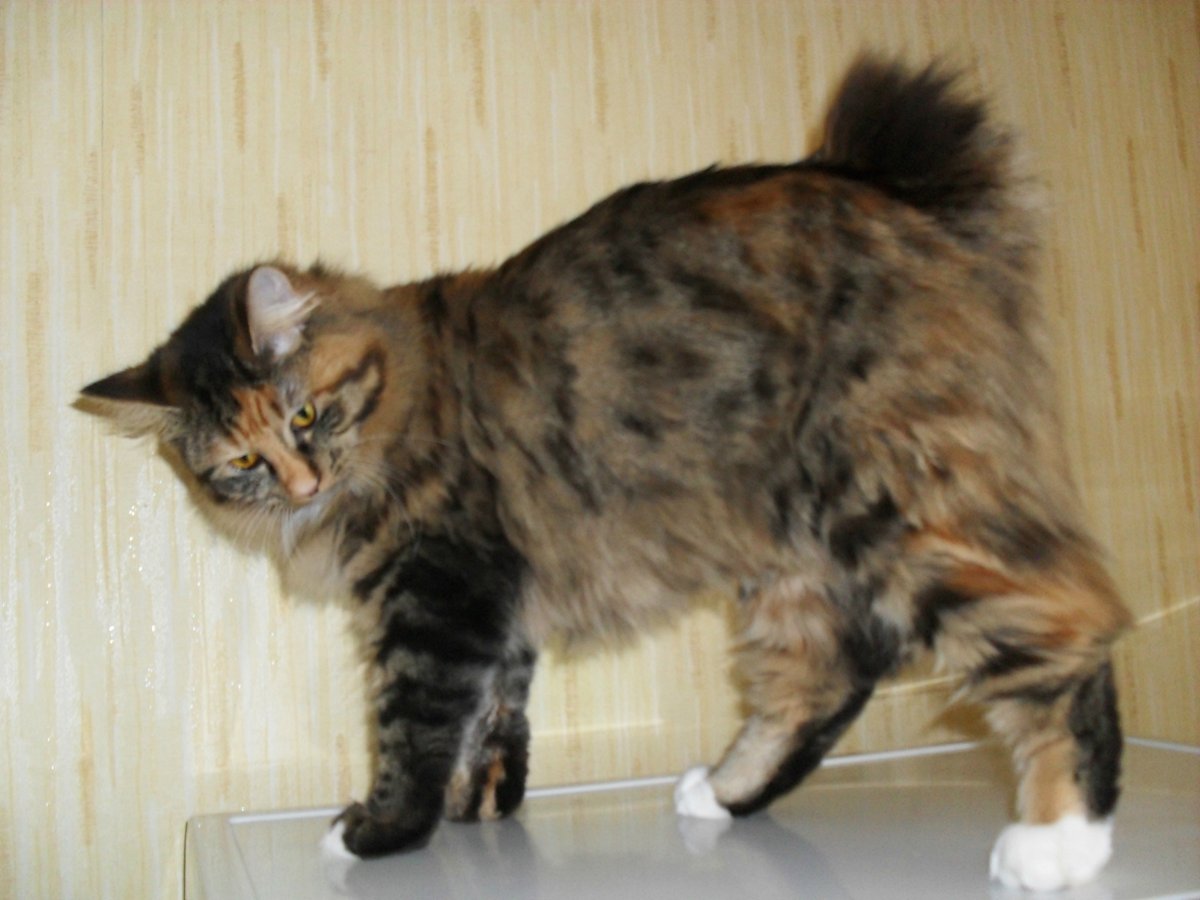 Порода пиксибоб