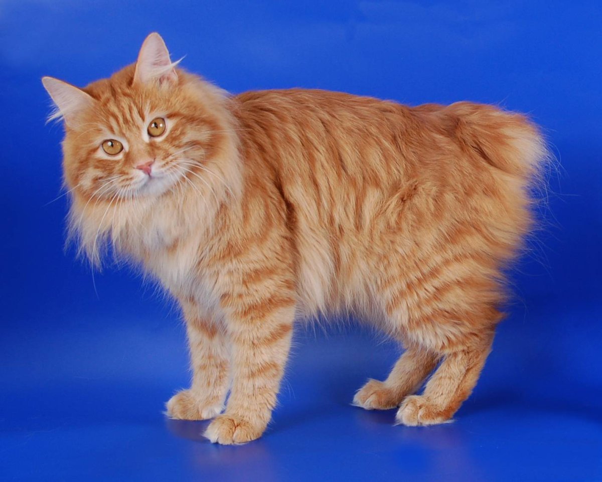 Кимрик кошка - Мэнкс