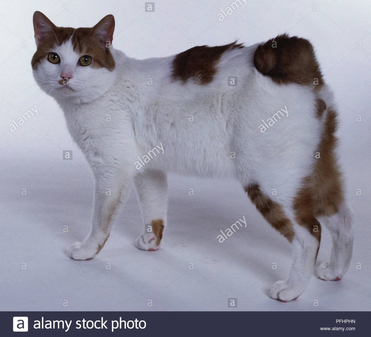 Кошки с коротким хвостом