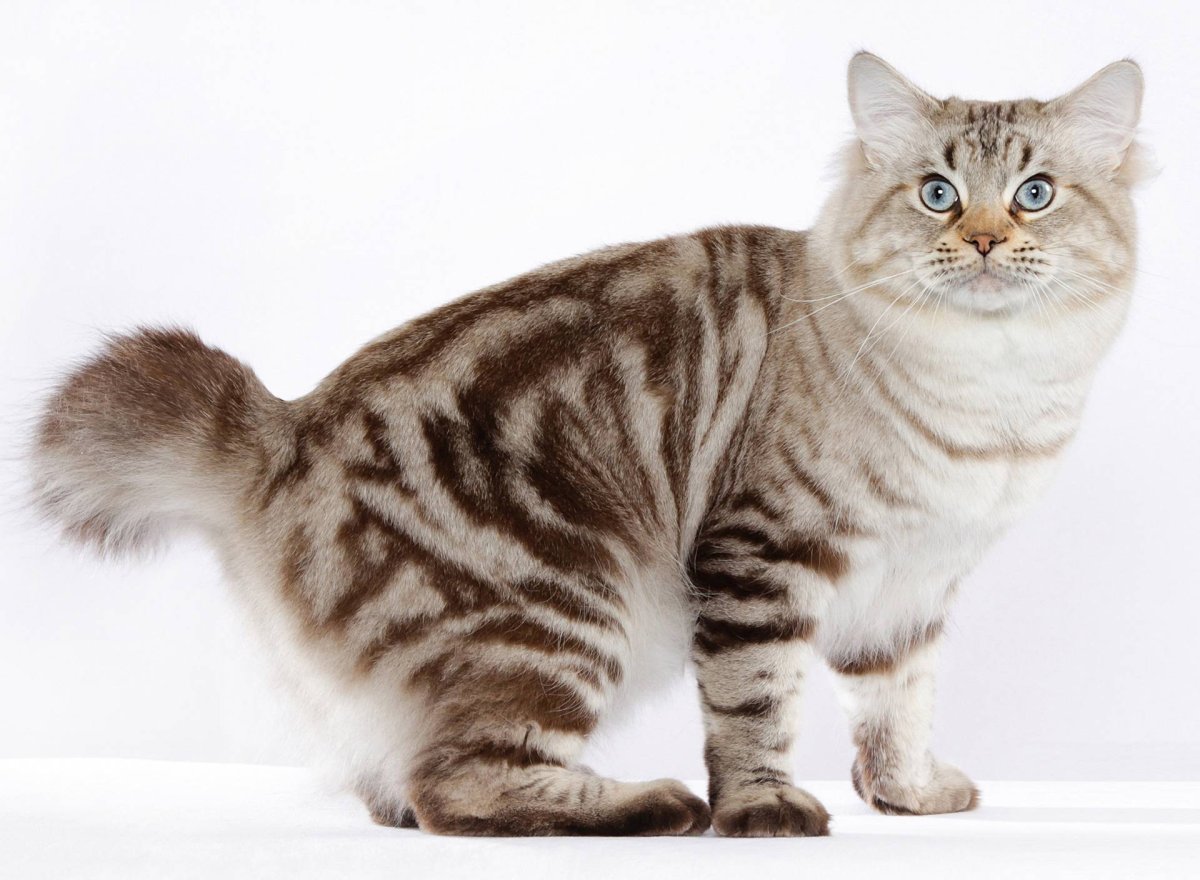 Мэнская бесхвостая кошка