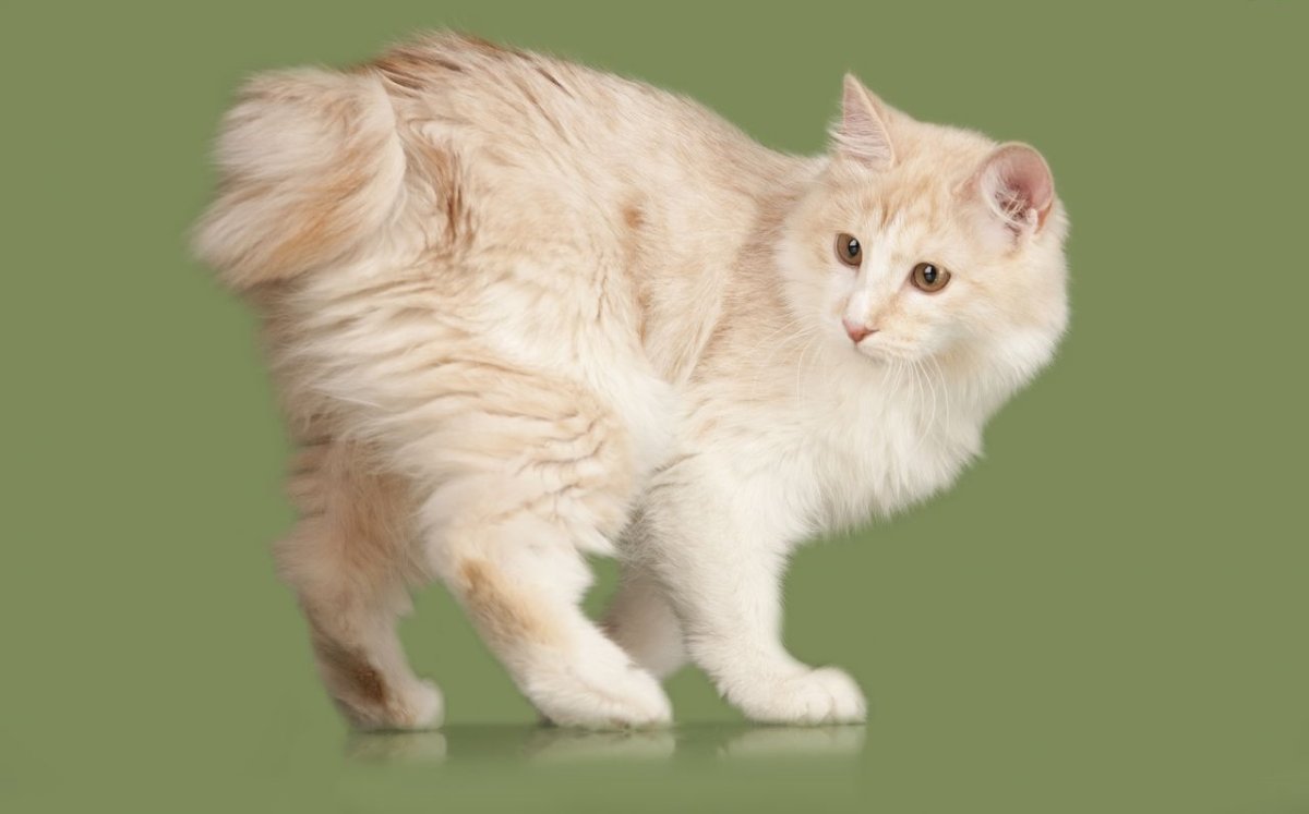 Порода кошек Меконгский бобтейл