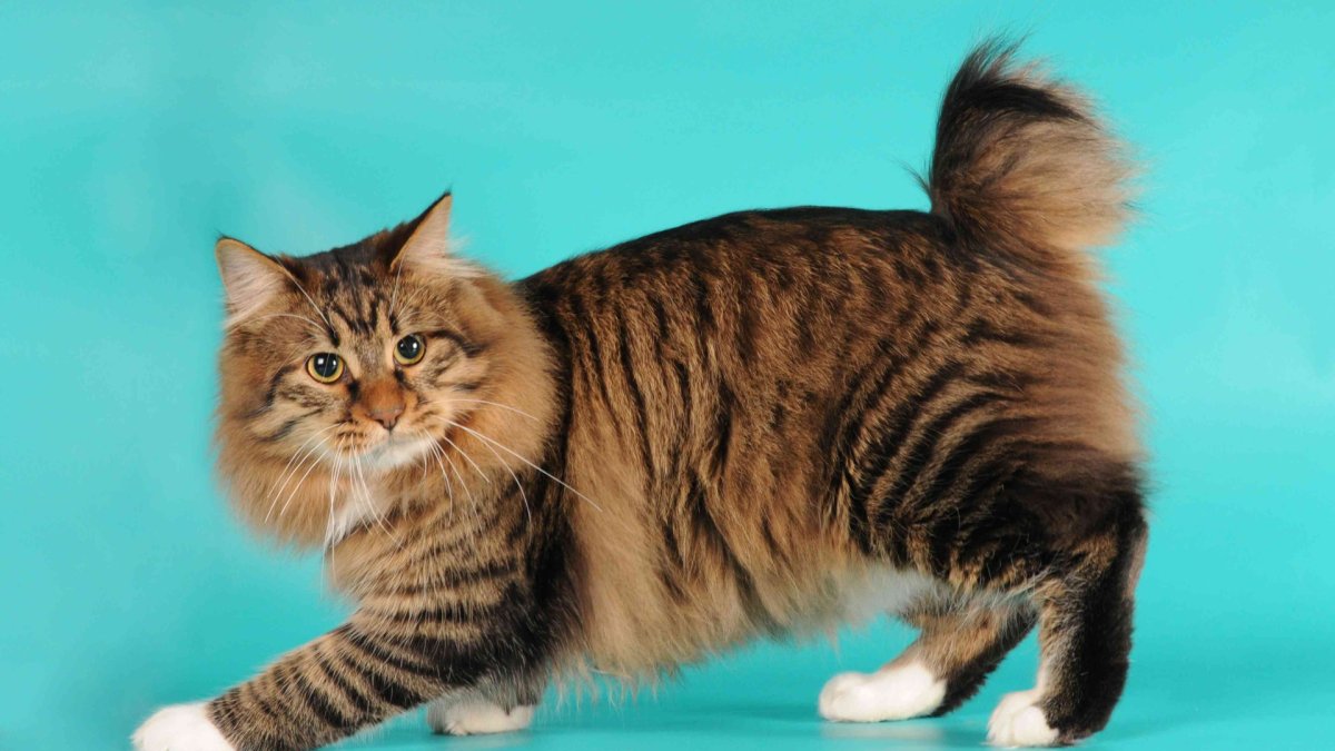 Меконгский бобтейл котята